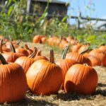 Pick Your Own Farms Pumpkin Patch